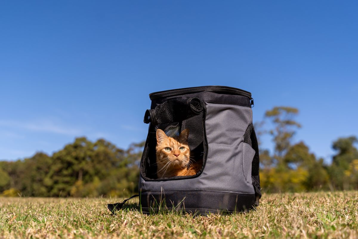 Cat hot sale book bag