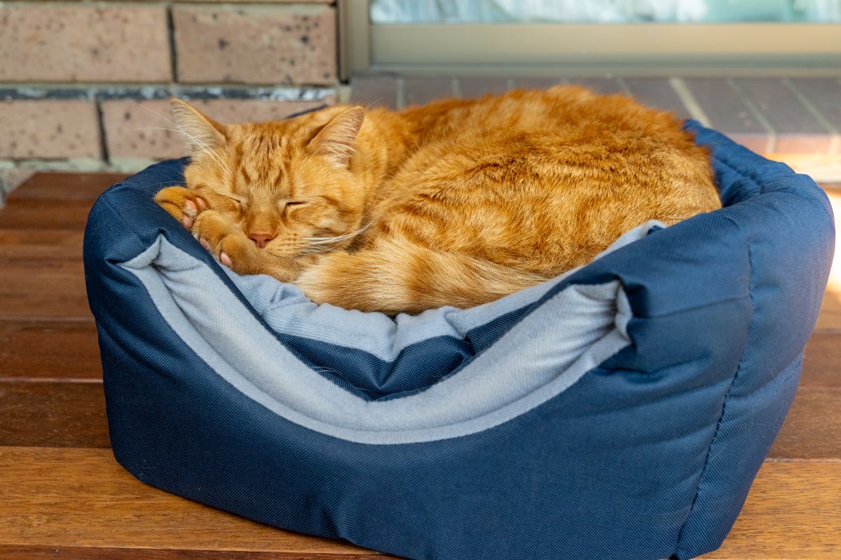 Pet Cube – Catnets Singapore
